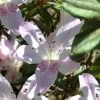 Lilacina Southern Indica Azalea - 3 Gallon Pot -SHRUBS and BUSHES Store azalea indica lilacina 5