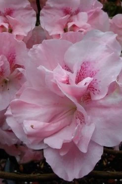 Nancy Of Robin Hill Azalea - 2 Gallon Pot -SHRUBS and BUSHES Store azalea nancy at robin hill 1