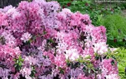 Northlake Beauty Azalea - 6 Pack Of 1 Gallon Pots 9 Northlake Beauty Azalea - 6 Pack Of 1 Gallon Pots -SHRUBS and BUSHES Store azalea northlake beauty 13 1