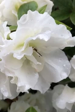 Perfecto Mundo Double White Reblooming Azalea - 3 Gallon Pot 15 Perfecto Mundo Double White Reblooming Azalea - 3 Gallon Pot -SHRUBS and BUSHES Store azalea perfecto mondo double white 1