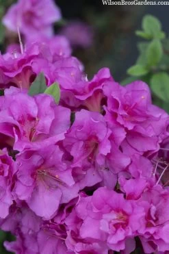 Perfecto Mundo Double Purple Reblooming Azalea - 2 Gallon Pot -SHRUBS and BUSHES Store azalea perfecto mondo double20purple 3