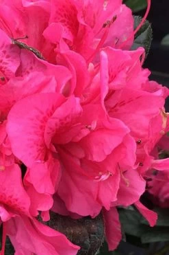 Perfecto Mundo Double Dark Pink Reblooming Azalea - 3 Gallon Pot 9 Perfecto Mundo Double Dark Pink Reblooming Azalea - 3 Gallon Pot -SHRUBS and BUSHES Store azalea perfecto mundo double dark pink 1 1