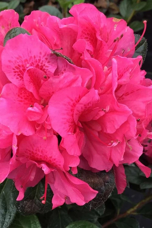 Perfecto Mundo Double Dark Pink Reblooming Azalea - 2 Gallon Pot 3 Perfecto Mundo Double Dark Pink Reblooming Azalea - 2 Gallon Pot