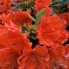 Perfecto Mundo Orange Azalea - 3 Gallon Pot 2 Perfecto Mundo Orange Azalea - 3 Gallon Pot -SHRUBS and BUSHES Store azalea perfecto mundo double orange 500x750 1