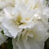 Perfecto Mundo Double White Reblooming Azalea - 3 Gallon Pot 2 Perfecto Mundo Double White Reblooming Azalea - 3 Gallon Pot -SHRUBS and BUSHES Store azalea perfecto mundo double white 8
