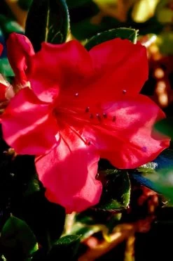 Perfecto Mundo Red Reblooming Azalea - 2 Gallon Pot -SHRUBS and BUSHES Store azalea perfecto mundo red 6 2
