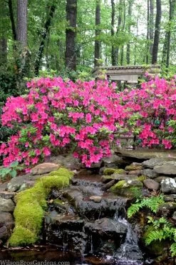 Pink Formosa Azalea - 1 Gallon Pot 10 Pink Formosa Azalea - 1 Gallon Pot -SHRUBS and BUSHES Store azalea pink formosa 2 1