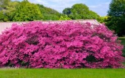 Pink Formosa Azalea - 1 Gallon Pot 11 Pink Formosa Azalea - 1 Gallon Pot -SHRUBS and BUSHES Store azalea pink formosa 4 1