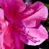 Pink Formosa Azalea - 1 Gallon Pot 1 Pink Formosa Azalea - 1 Gallon Pot -SHRUBS and BUSHES Store azalea pink formosa 5 1