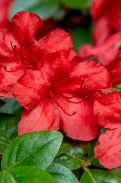 Stewartstonian Azalea - 3 Gallon Pot 14 Stewartstonian Azalea - 3 Gallon Pot -SHRUBS and BUSHES Store azalea stewartstonian 2