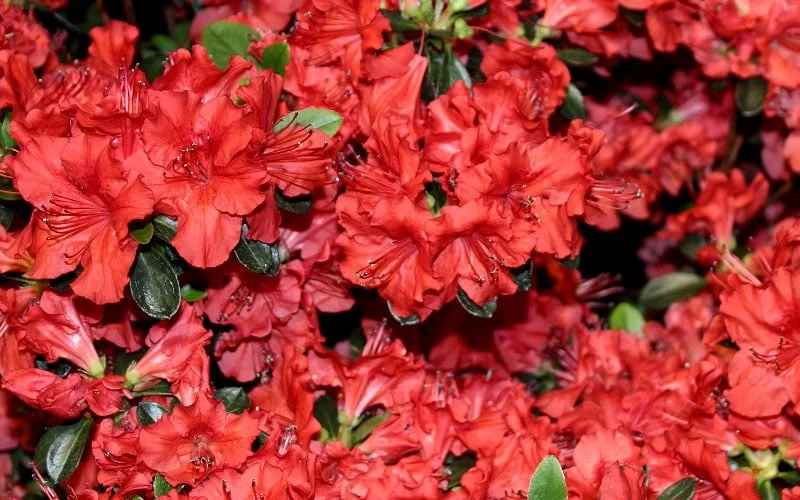 Stewartstonian Azalea - 3 Gallon Pot 11 Stewartstonian Azalea - 3 Gallon Pot - Image 9
