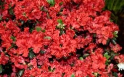 Stewartstonian Azalea - 3 Gallon Pot 18 Stewartstonian Azalea - 3 Gallon Pot -SHRUBS and BUSHES Store azalea stewartstonian 6