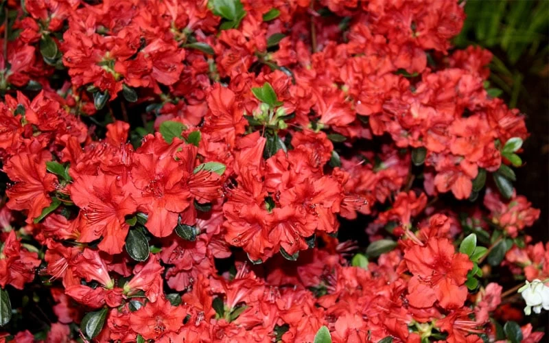 Stewartstonian Azalea - 3 Gallon Pot 10 Stewartstonian Azalea - 3 Gallon Pot - Image 8