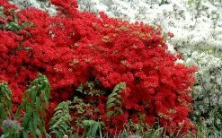 Stewartstonian Azalea - 3 Gallon Pot 15 Stewartstonian Azalea - 3 Gallon Pot -SHRUBS and BUSHES Store azalea stewartstonian 7