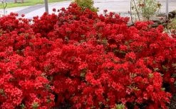 Stewartstonian Azalea - 3 Gallon Pot 16 Stewartstonian Azalea - 3 Gallon Pot -SHRUBS and BUSHES Store azalea stewartstonian 8