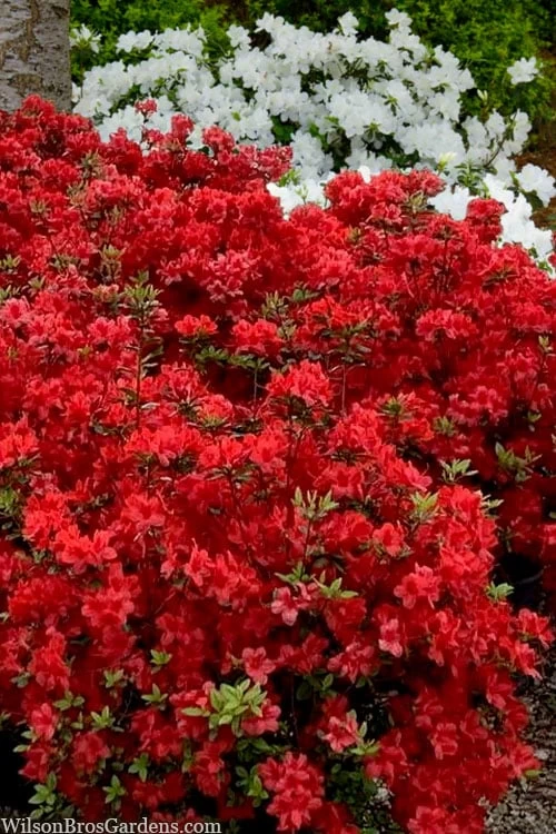 Stewartstonian Azalea - 3 Gallon Pot 3 Stewartstonian Azalea - 3 Gallon Pot