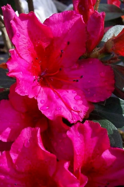 Temple Alexandra Aromi Evergreen Azalea - 1 Gallon Pot 3 Temple Alexandra Aromi Evergreen Azalea - 1 Gallon Pot