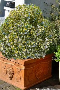 Sunburst Variegated Korean Boxwood - 1 Gallon Pot -SHRUBS and BUSHES Store boxwood sunburst golden 11