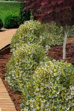 Sunburst Variegated Korean Boxwood - 1 Gallon Pot -SHRUBS and BUSHES Store boxwood sunburst golden 4