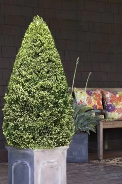 Variegated Boxwood (Buxus Sempervirens 'Aureovariegata') - 2 Gallon Pot - SALE -SHRUBS and BUSHES Store boxwood variegated cone 2 2