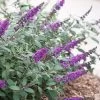 Lo & Behold Blue Chip Junior Butterfly Bush - 5 Pack Of Quart Pots 1 Lo & Behold Blue Chip Junior Butterfly Bush - 5 Pack Of Quart Pots -SHRUBS and BUSHES Store buddleia blue chip junior butterfly bush 10 1