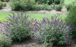 Lo & Behold Blue Chip Junior Butterfly Bush - 5 Pack Of Quart Pots -SHRUBS and BUSHES Store buddleia blue chip junior butterfly bush 2 1