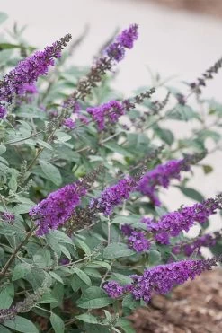 Lo & Behold Blue Chip Junior Butterfly Bush - 1 Gallon Pot -SHRUBS and BUSHES Store buddleia blue chip junior butterfly bush 4