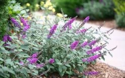 Lo & Behold Blue Chip Junior Butterfly Bush - 1 Gallon Pot -SHRUBS and BUSHES Store buddleia blue chip junior butterfly bush 7