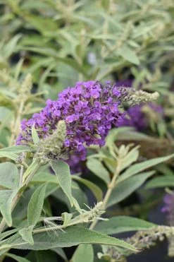 Lo & Behold Blue Chip Junior Butterfly Bush - 5 Pack Of Quart Pots -SHRUBS and BUSHES Store buddleia blue chip junior butterfly bush 8 1