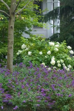 Lo & Behold Blue Chip Junior Butterfly Bush - 5 Pack Of Quart Pots -SHRUBS and BUSHES Store buddleia blue chip junior butterfly bush 9 1
