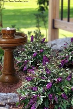 Blueberry Pie Dwarf Butterfly Bush (Buddleia) - 3 Gallon Pot -SHRUBS and BUSHES Store buddleia blueberry pie butterfly bush 3