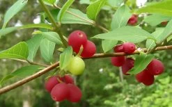 Fragrant Winter Honeysuckle Bush (Lonicera Fragrantissima) - 1 Gallon Pot 17 Fragrant Winter Honeysuckle Bush (Lonicera Fragrantissima) - 1 Gallon Pot -SHRUBS and BUSHES Store bush fragrant honeysuckle 3 800x500 1