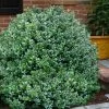 Gordo Boxwood - 5 Pack Of Quart Pots -SHRUBS and BUSHES Store buxus gordo boxwood 1