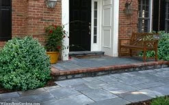 Gordo Boxwood - 5 Pack Of Quart Pots 14 Gordo Boxwood - 5 Pack Of Quart Pots -SHRUBS and BUSHES Store buxus gordo boxwood 2