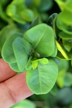 Gordo Boxwood - 5 Pack Of Quart Pots 12 Gordo Boxwood - 5 Pack Of Quart Pots -SHRUBS and BUSHES Store buxus gordo boxwood 3