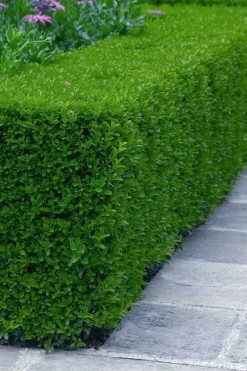 Gordo Boxwood - 5 Pack Of Quart Pots 15 Gordo Boxwood - 5 Pack Of Quart Pots -SHRUBS and BUSHES Store buxus gordo boxwood 5