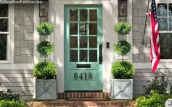 Green Mountain Boxwood 3-Ball Poodle Tier Topiary - 6 Gallon Pot -SHRUBS and BUSHES Store buxus green mountain 3 ball topiary 20