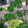 Green Mountain Boxwood Pom Pom Topiary - 7 Gallon Pot 1 Green Mountain Boxwood Pom Pom Topiary - 7 Gallon Pot -SHRUBS and BUSHES Store buxus green mountain boxwood pom pom topiary 2