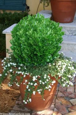 Richard Boxwood (Buxus Harlandii) - 3 Gallon Pot -SHRUBS and BUSHES Store buxus harlandii richard dwarf boxwood 4