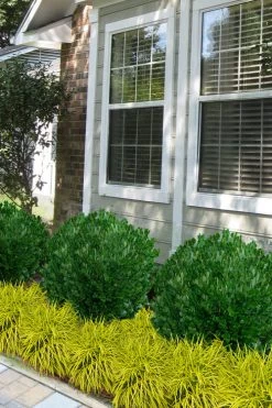 Richard Boxwood (Buxus Harlandii) - 3 Gallon Pot -SHRUBS and BUSHES Store buxus harlandii richard dwarf boxwood 5