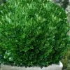 Richard Boxwood (Buxus Harlandii) - 3 Gallon Pot -SHRUBS and BUSHES Store buxus harlandii richard dwarf boxwood 6