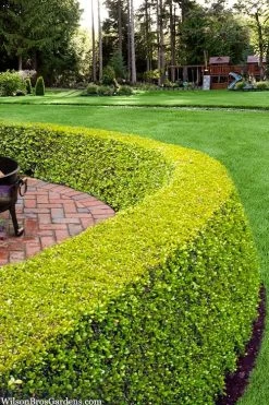 Golden Triumph Variegated Dwarf Boxwood - 3 Gallon Pot -SHRUBS and BUSHES Store buxus microphylla golden triumph boxwood hedge 2 1