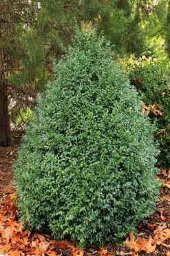 John Baldwin Pyramidal Boxwood - 3 Gallon Pot -SHRUBS and BUSHES Store buxus microphylla john baldwin boxwood 6 1