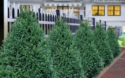 John Baldwin Boxwood - 1 Gallon Pot 11 John Baldwin Boxwood - 1 Gallon Pot -SHRUBS and BUSHES Store buxus microphylla john baldwin boxwood 8