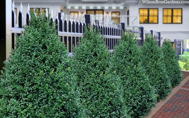 John Baldwin Boxwood - 1 Gallon Pot 6 John Baldwin Boxwood - 1 Gallon Pot - Image 4