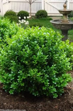 Little Missy Dwarf Boxwood - 1 Gallon Pot