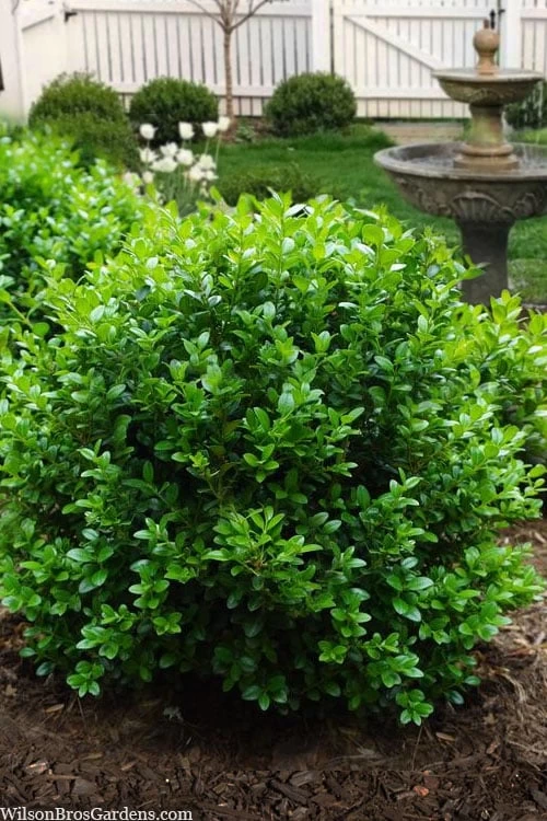 Little Missy Dwarf Boxwood - 1 Gallon Pot 3 Little Missy Dwarf Boxwood - 1 Gallon Pot