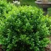 Little Missy Dwarf Boxwood - 3 Gallon Pot 2 Little Missy Dwarf Boxwood - 3 Gallon Pot -SHRUBS and BUSHES Store buxus microphylla little missy dwarf boxwood 1 3
