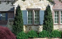 Arctic Emerald Columnar Boxwood - 1 Gallon Pot 12 Arctic Emerald Columnar Boxwood - 1 Gallon Pot -SHRUBS and BUSHES Store buxus sempervirens arctic emerald boxwood 103 1