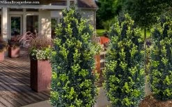 Arctic Emerald Columnar Boxwood - 1 Gallon Pot 13 Arctic Emerald Columnar Boxwood - 1 Gallon Pot -SHRUBS and BUSHES Store buxus sempervirens arctic emerald boxwood 105 1